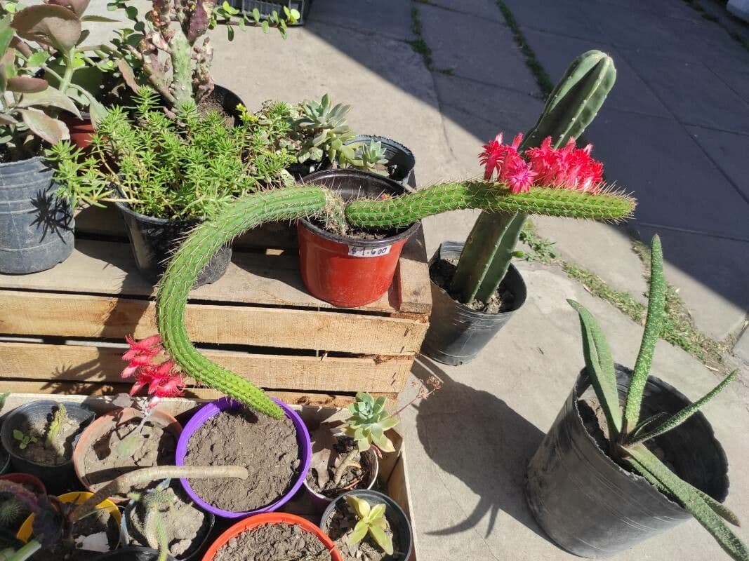 Cleistocactus 2