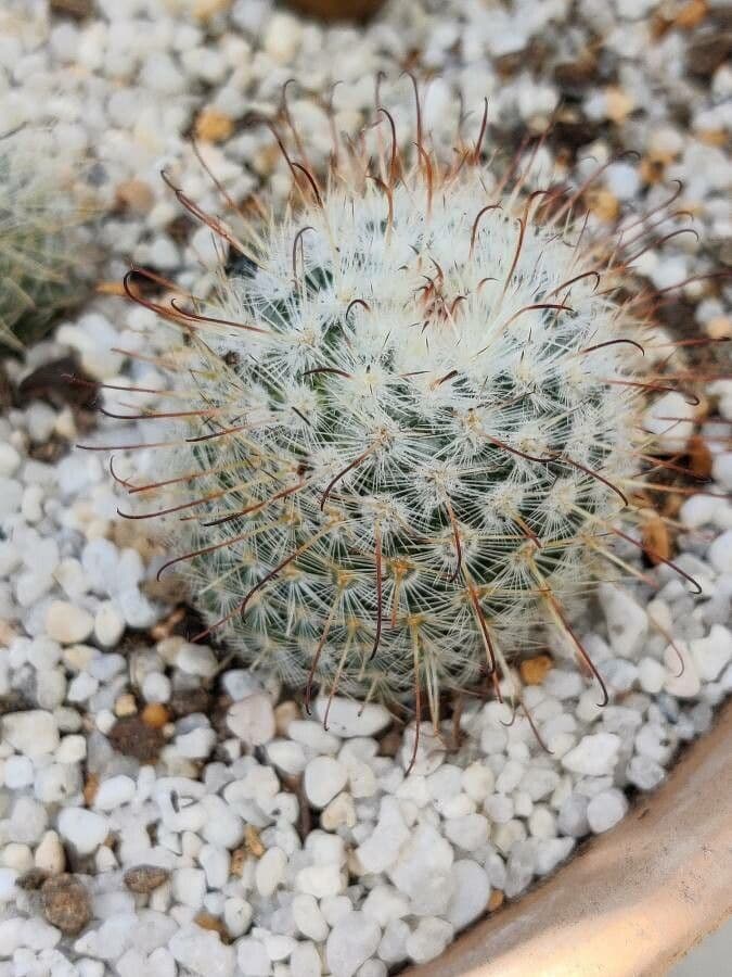 Cactus 15