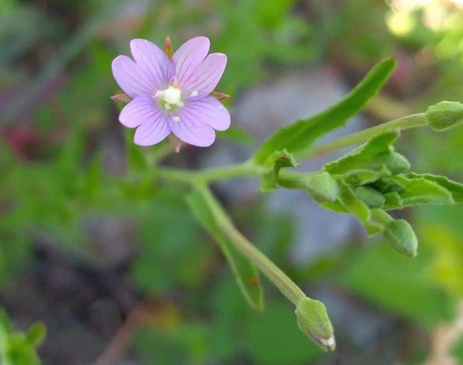 Épilobe rosé 4
