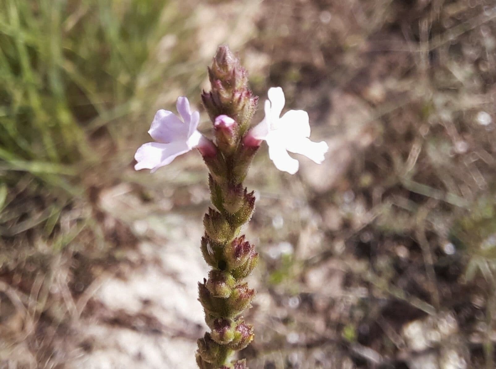 Verbena litorale 2