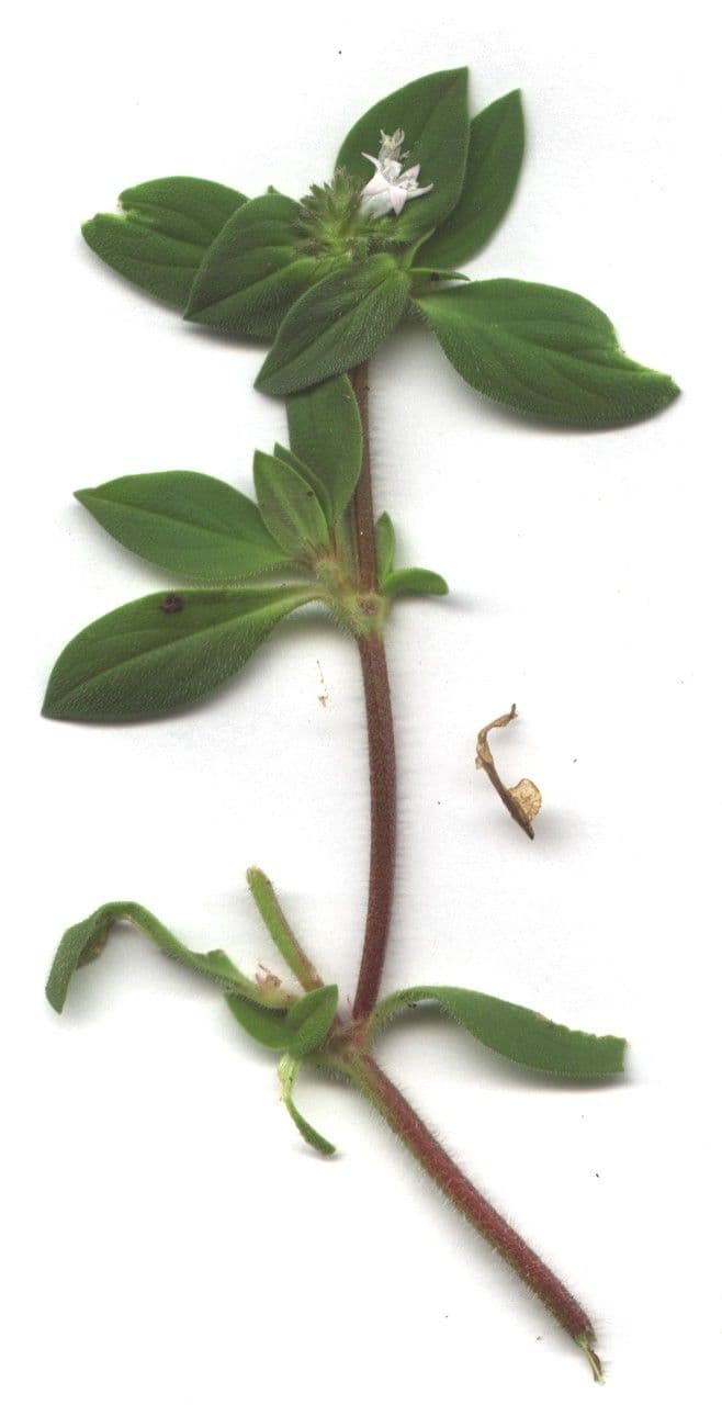 Richardia scabra 27