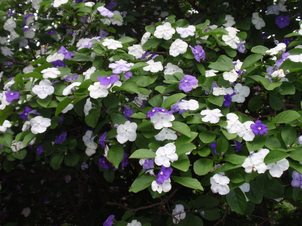 Brunfelsia australe 6