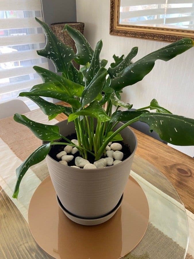 Calla di Elliott 12