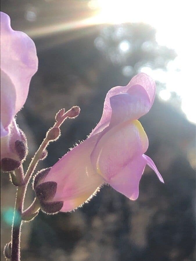 Gänsblume 13