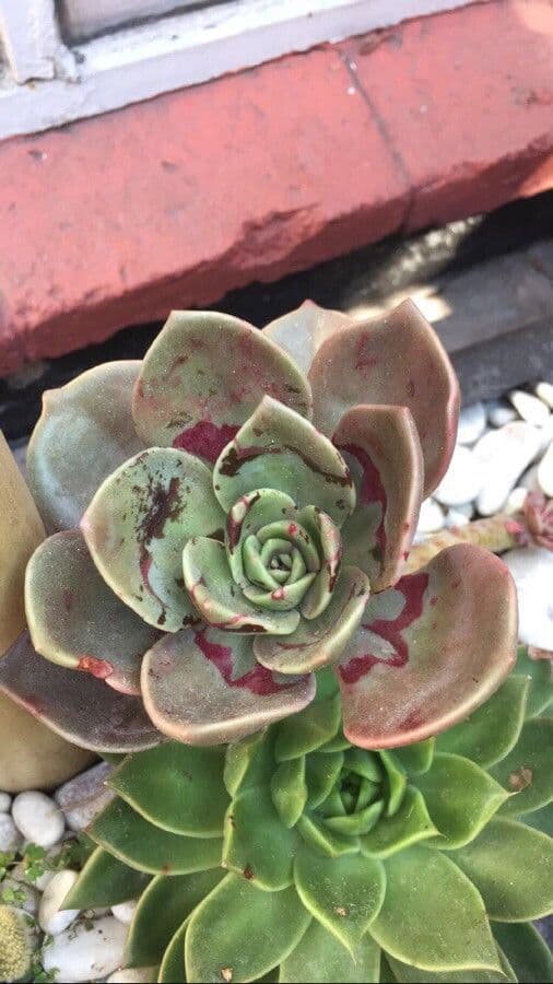 Echeveria 12