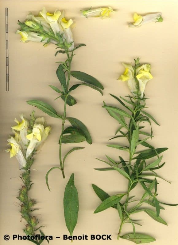 Antirrhinum 16