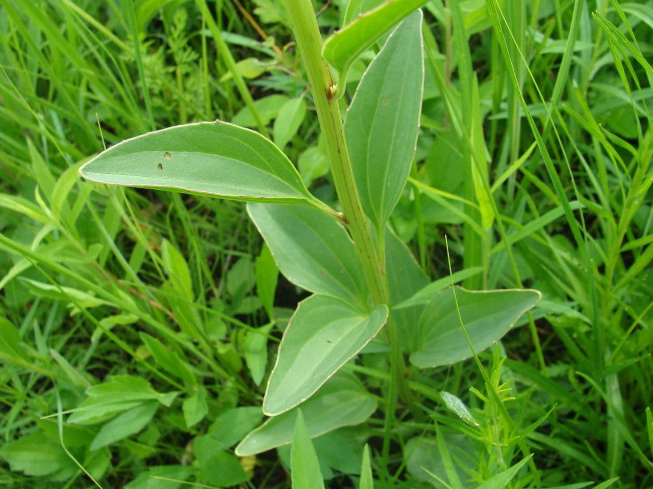 Arnoglossum plantagineum 15