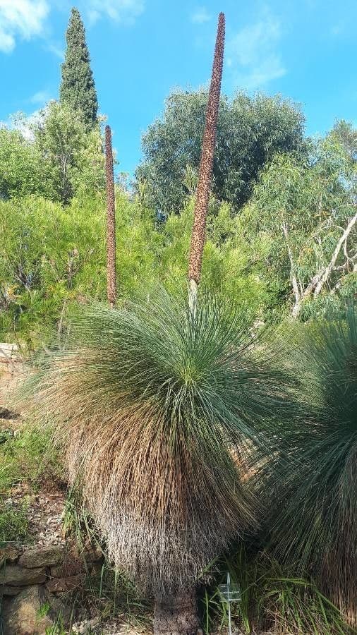 Xanthorrhoea 3
