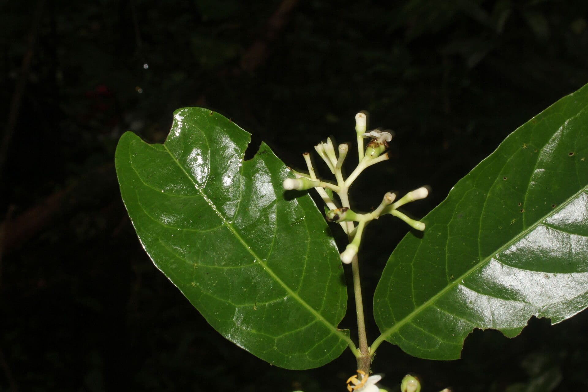 Chione venosa 6