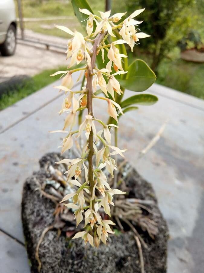 Eria 9