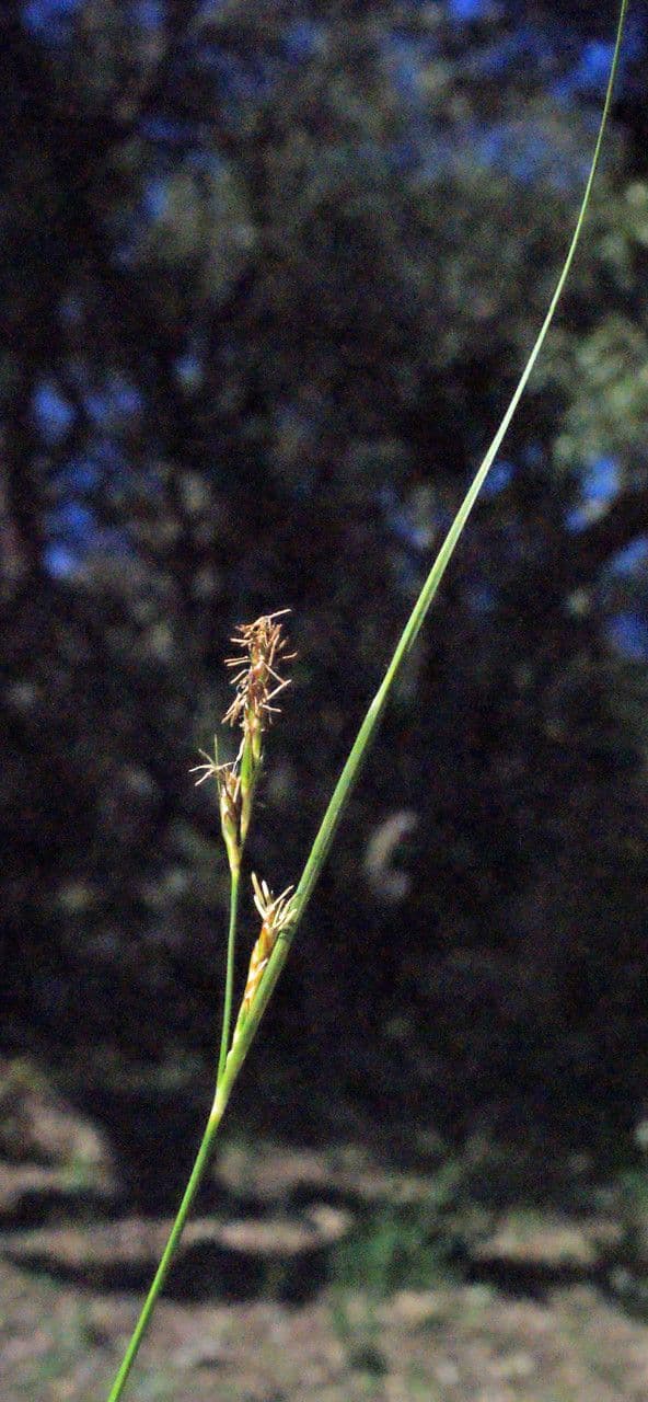 Carex distachya 18