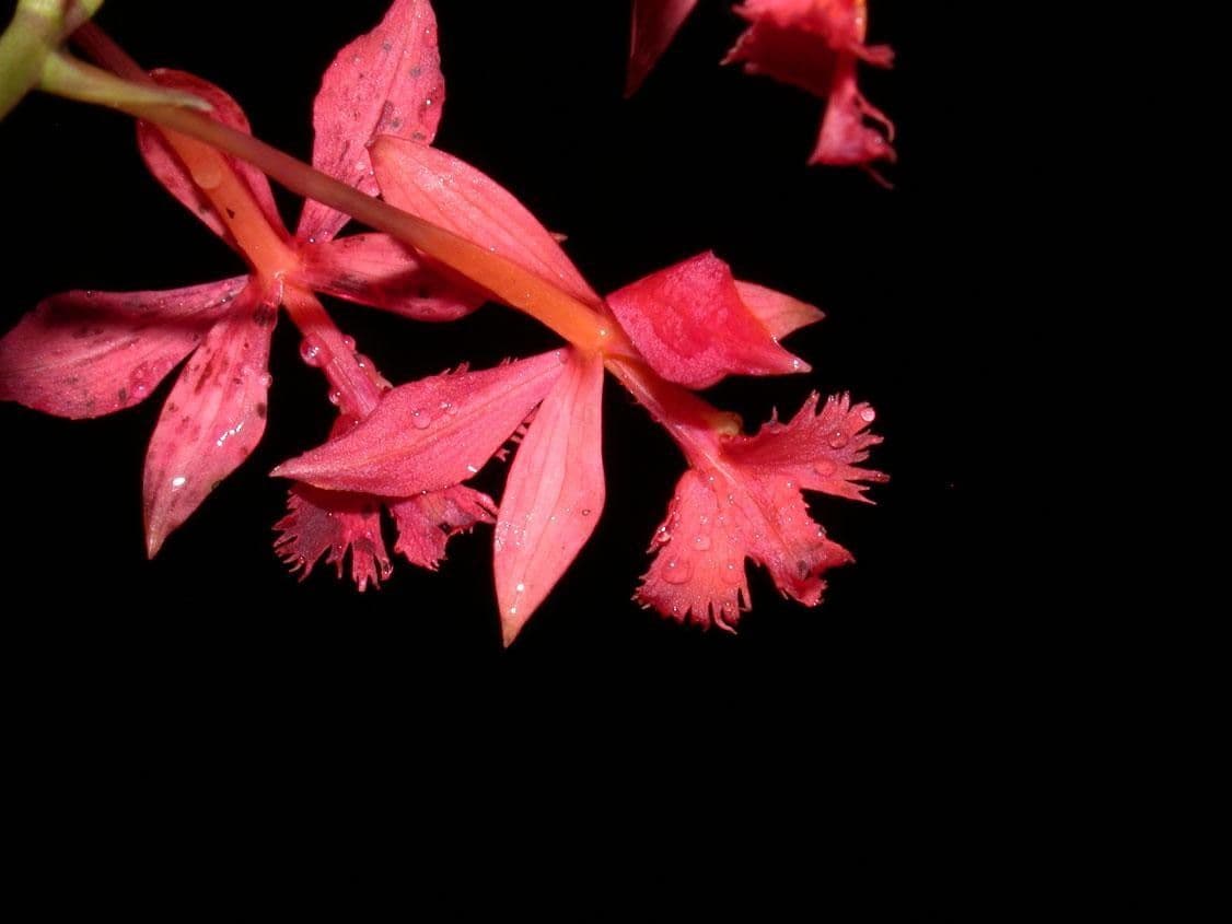 Epidendrum 4
