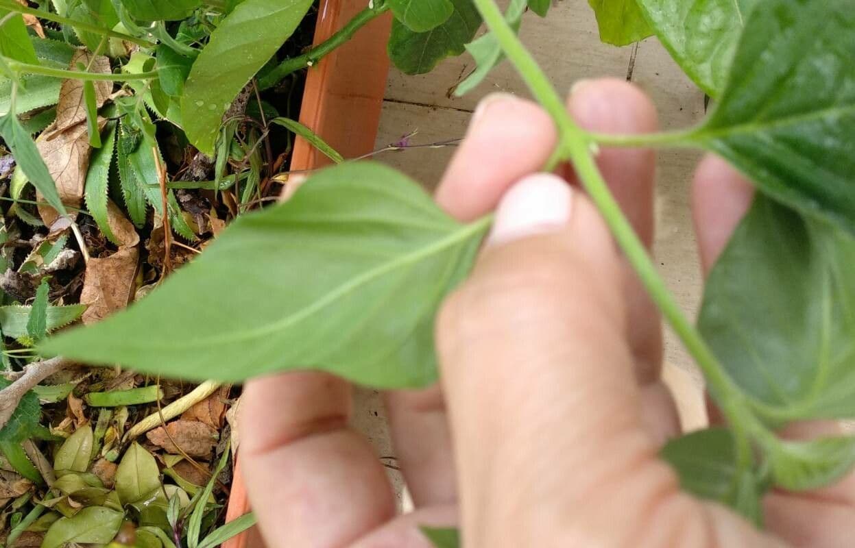 Pianta gamberetto 13