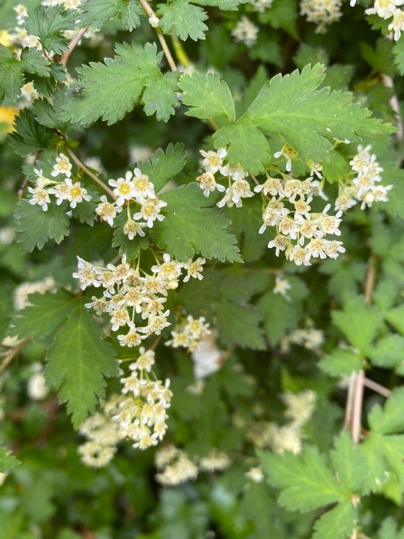 Neillia incisa 6