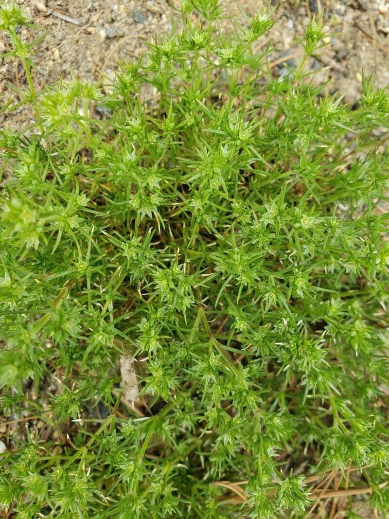 Centonchio annuale 15