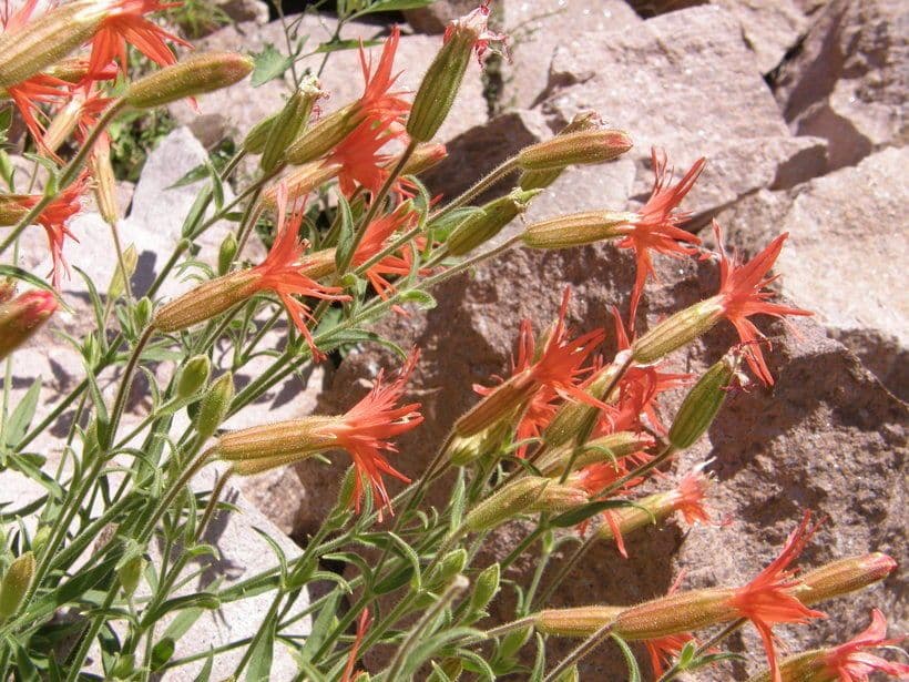Silene laciniata 7