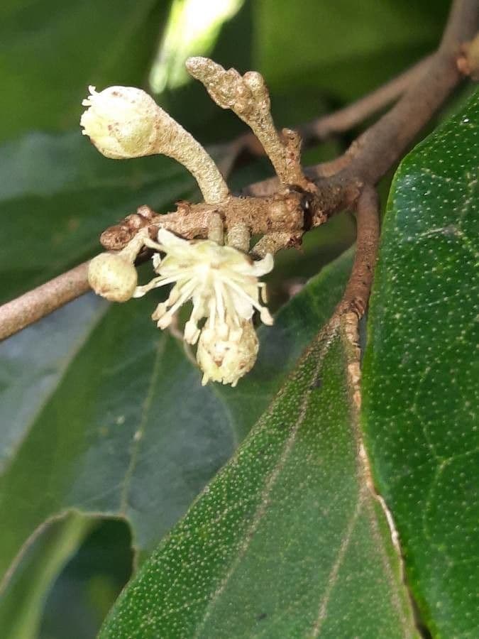 Croton 4