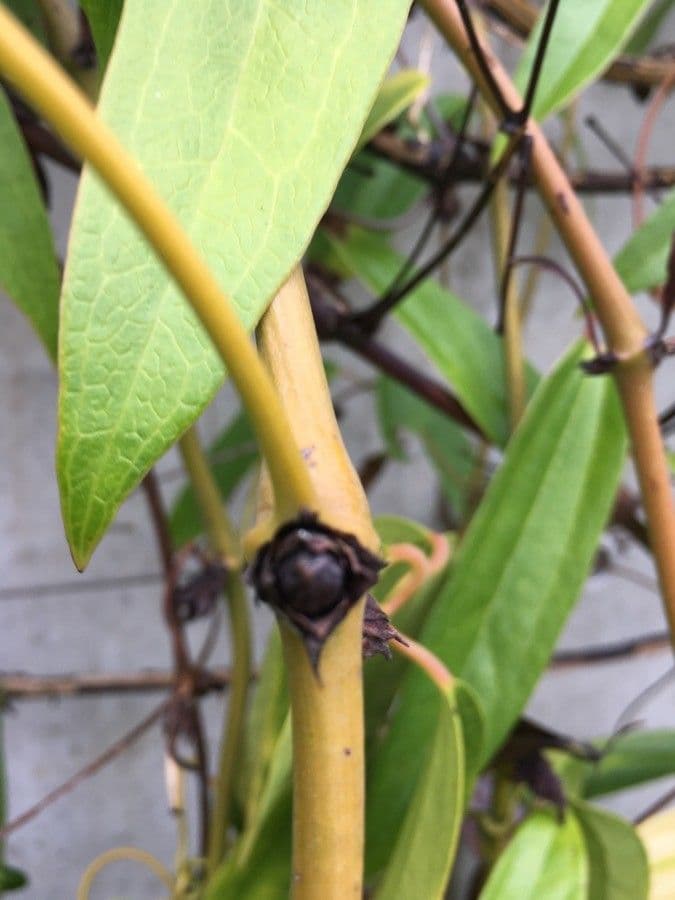 Clematis di Armand 26