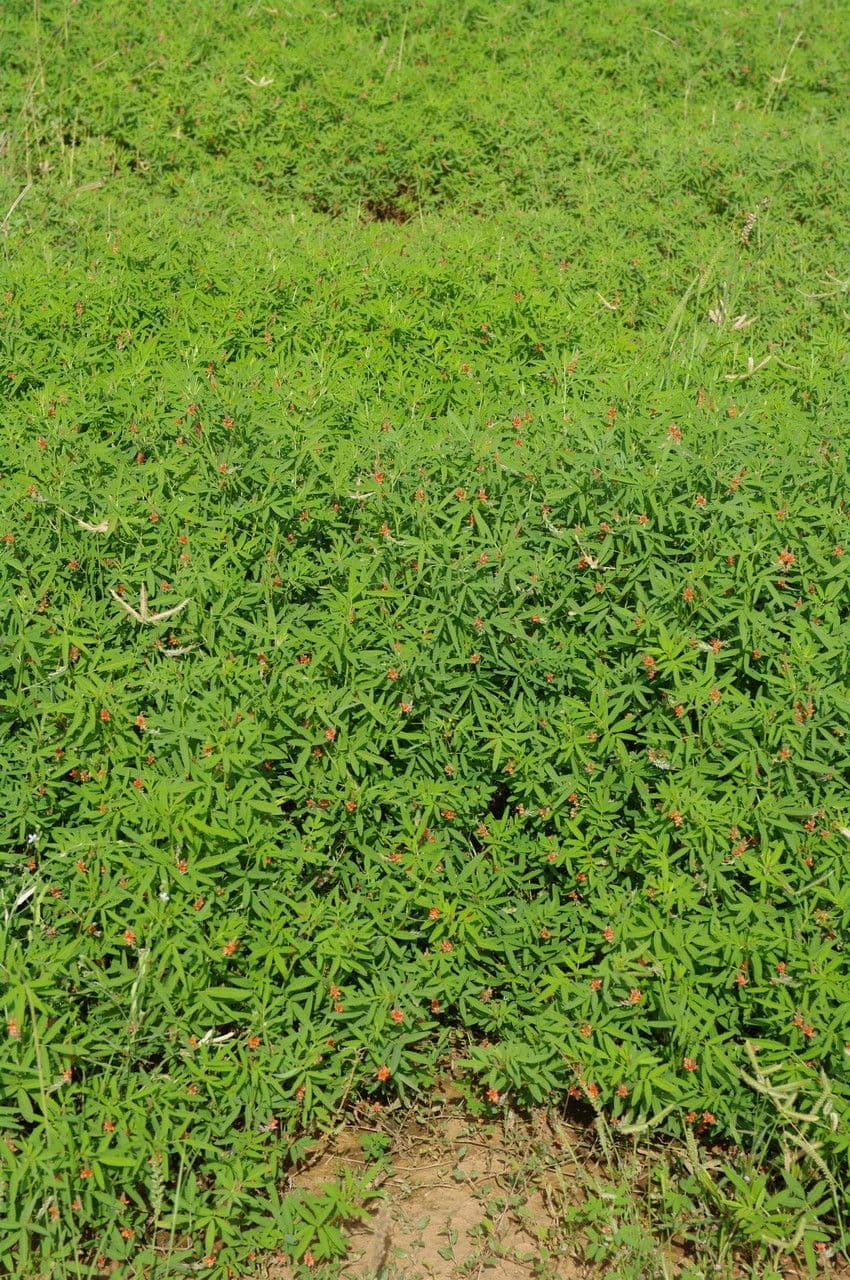 Indigofera 19