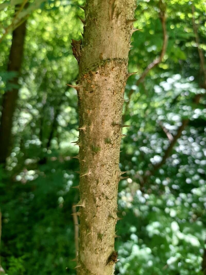 Aralia cinese 7