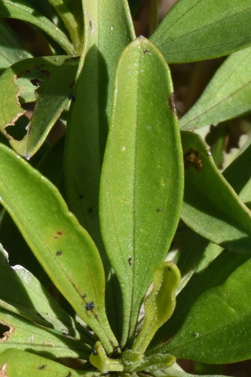 Psiadia 4
