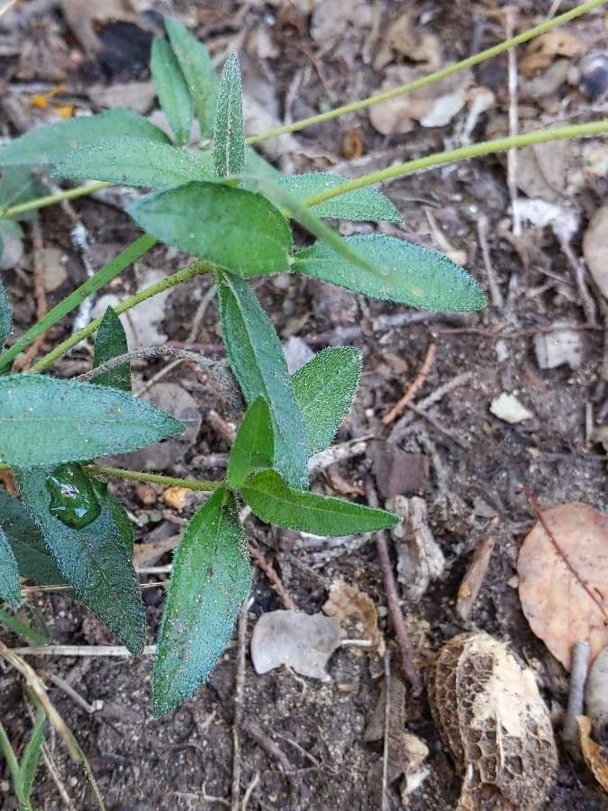 Viguiera dentata 15
