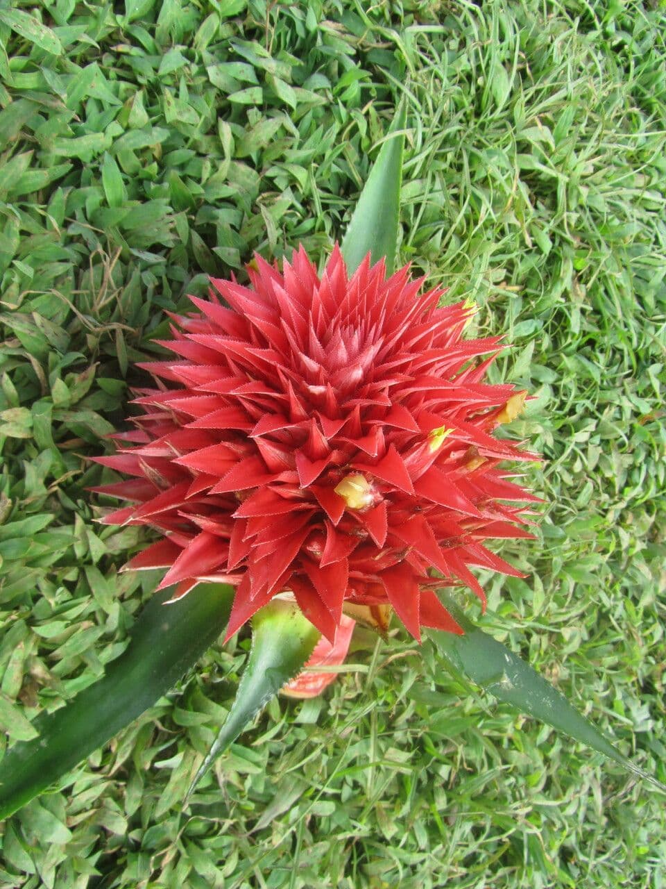 Aechmea 14