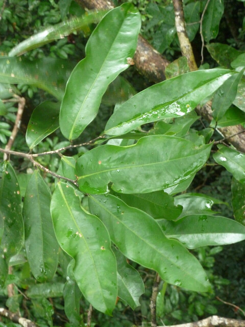 Eschweilera coriacea 11