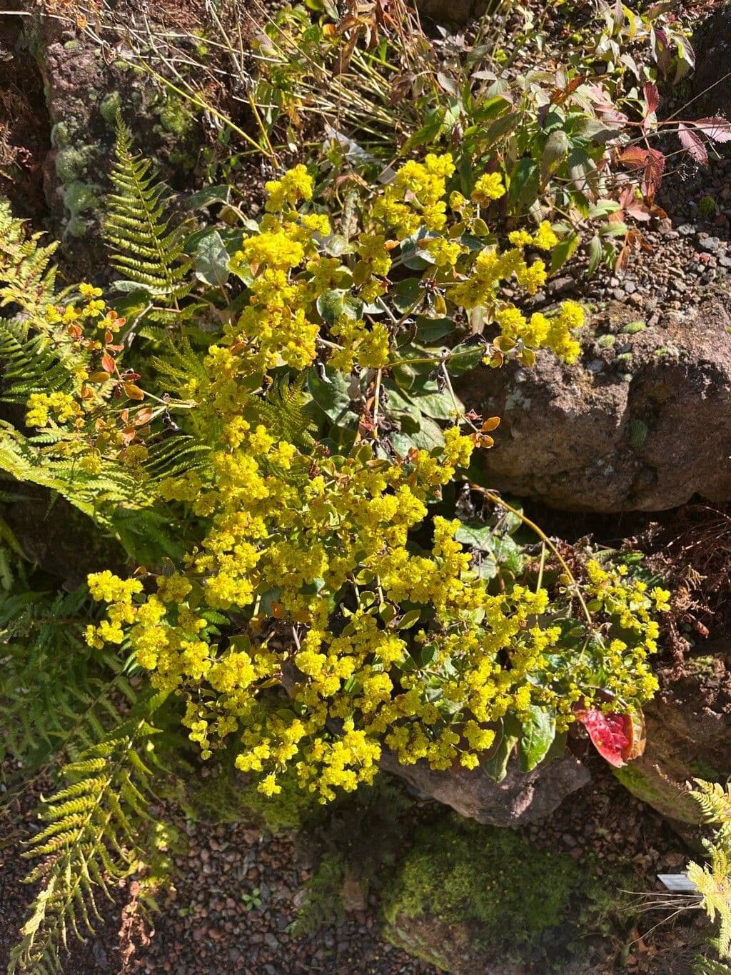 Allen's Buckwheat 2