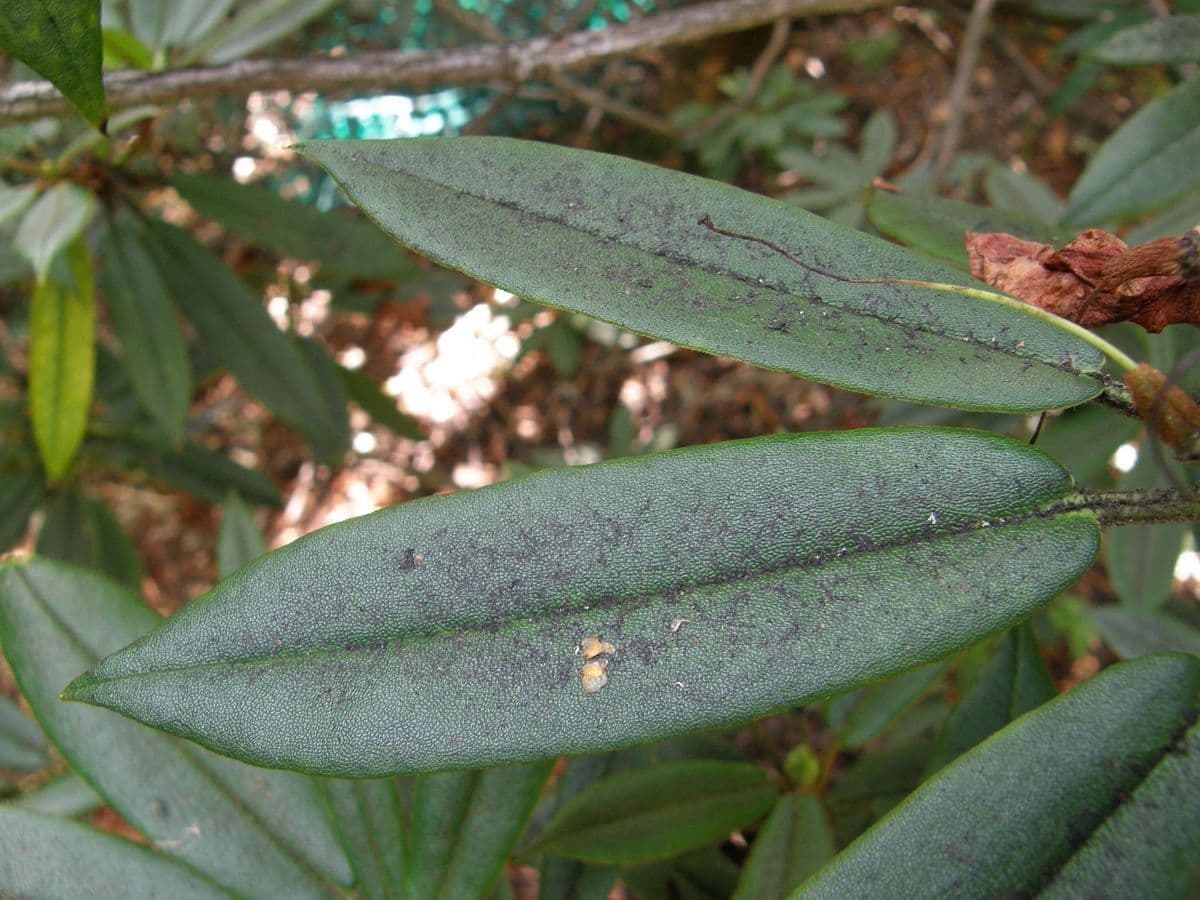 Rododendro 11