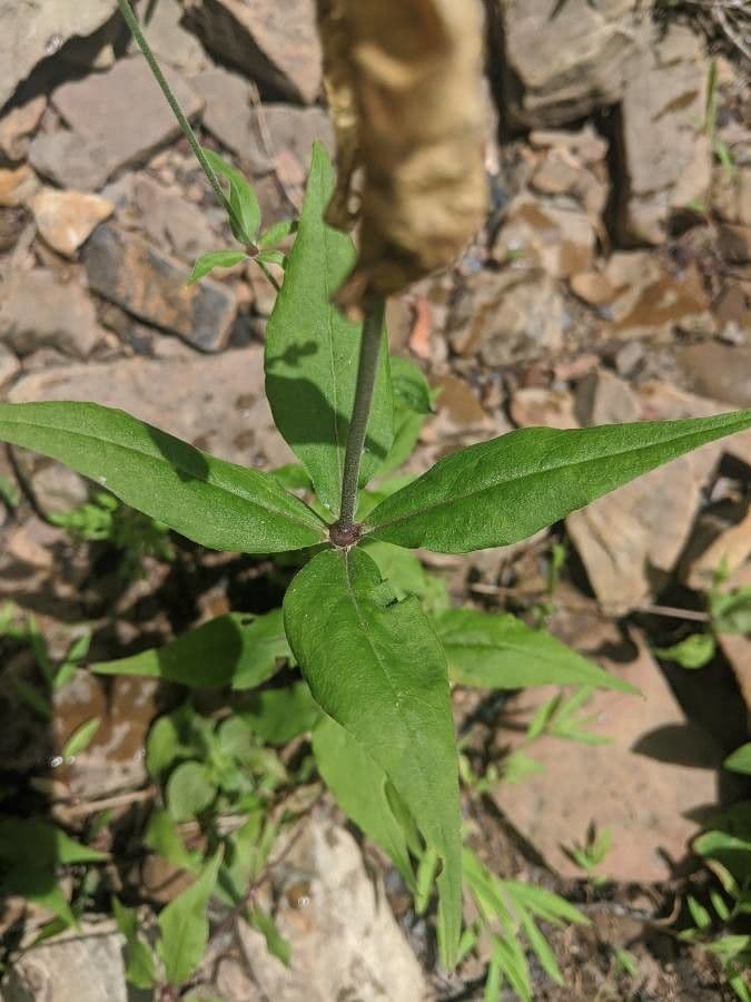 Silene stellata 11
