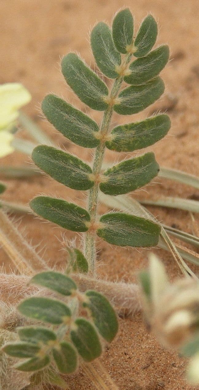 Zemena 9