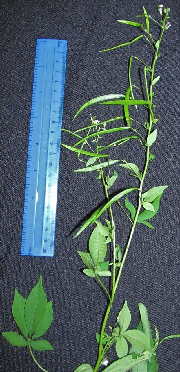 Cleome 2