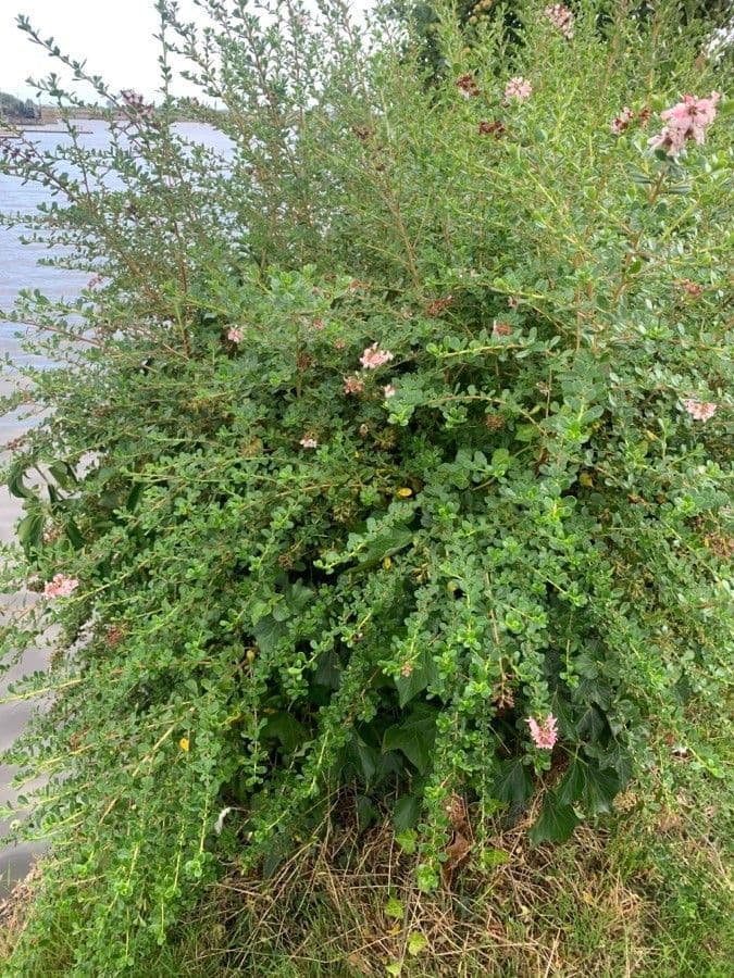 Escallonia 7