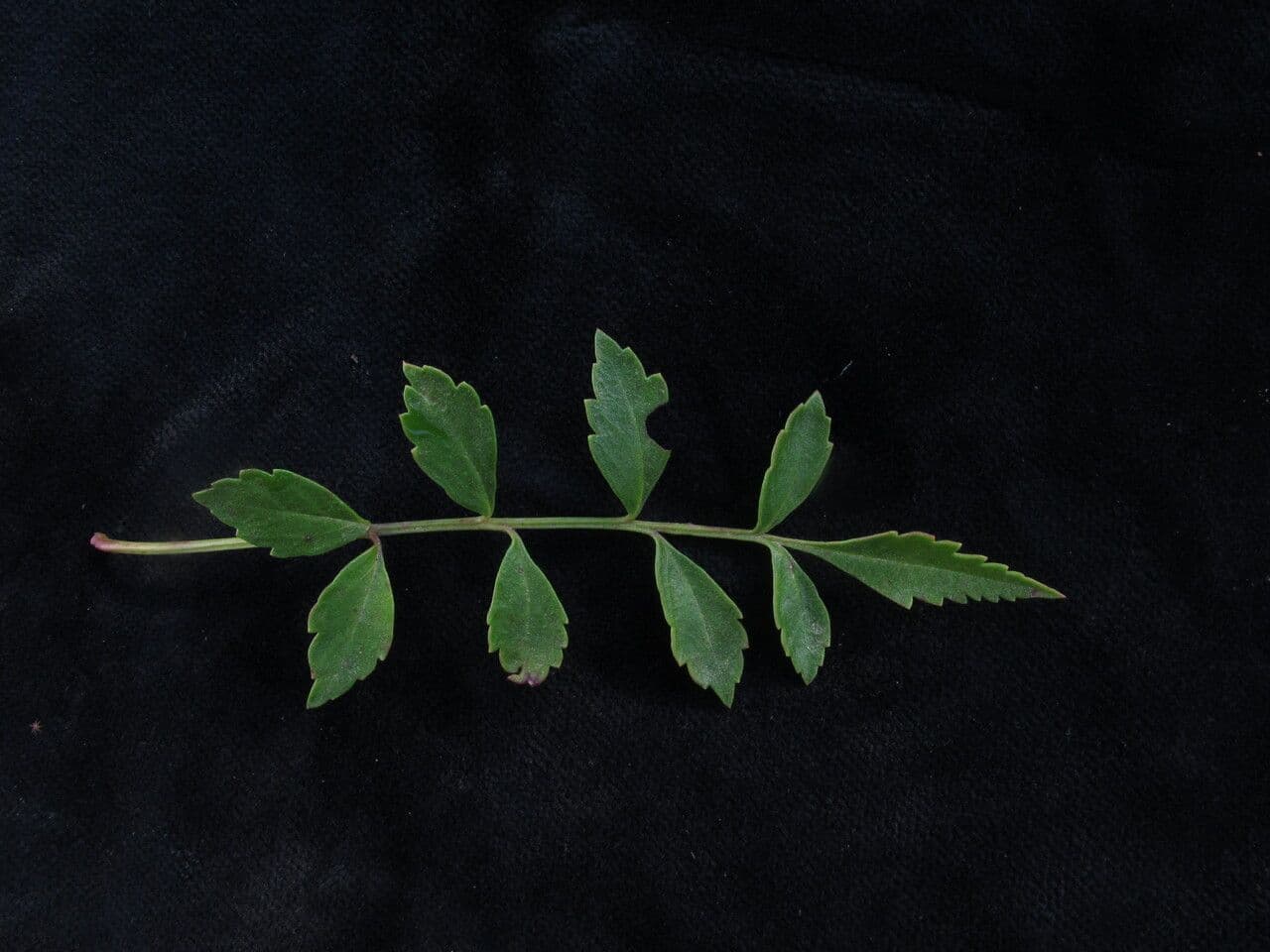 Incarvillea 6