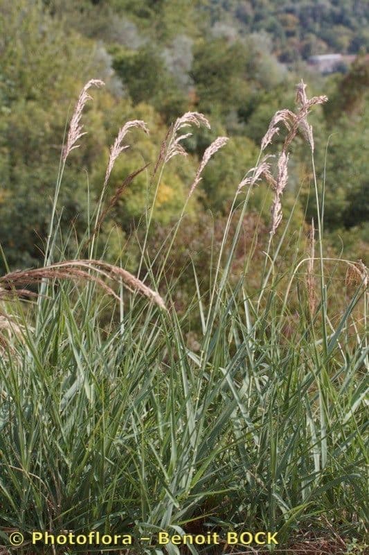 Arundo 4