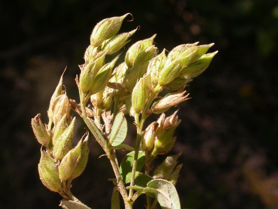 Lespedeza lysá 3
