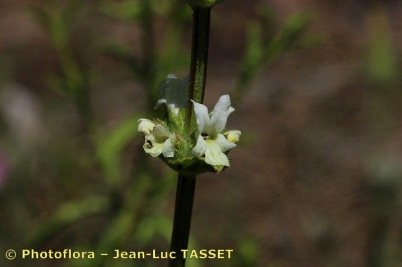 Sideritis 2