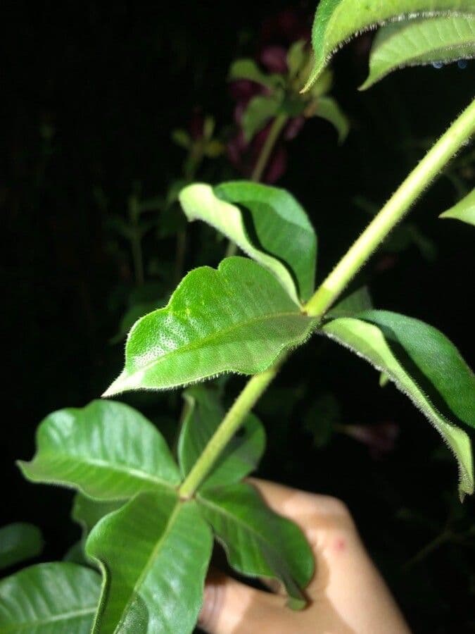 Allamanda viola 19