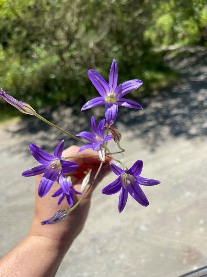 Brodiaea elegans 4