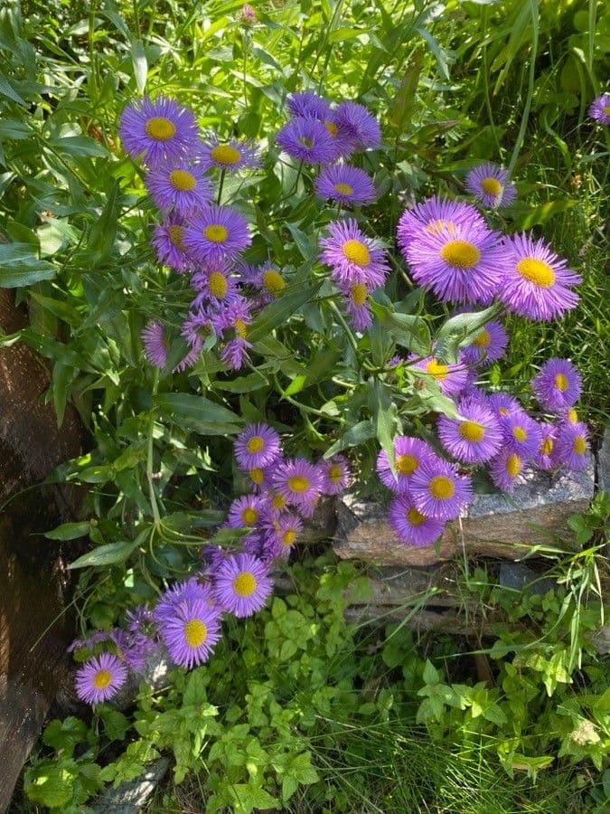 Fleabane piękny 19