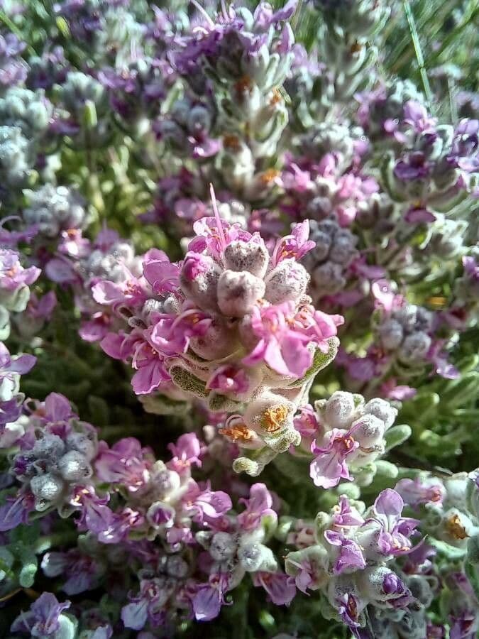 Teucrium 3