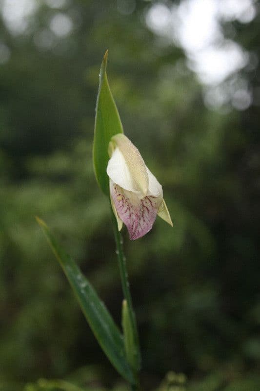 Orchidea 5