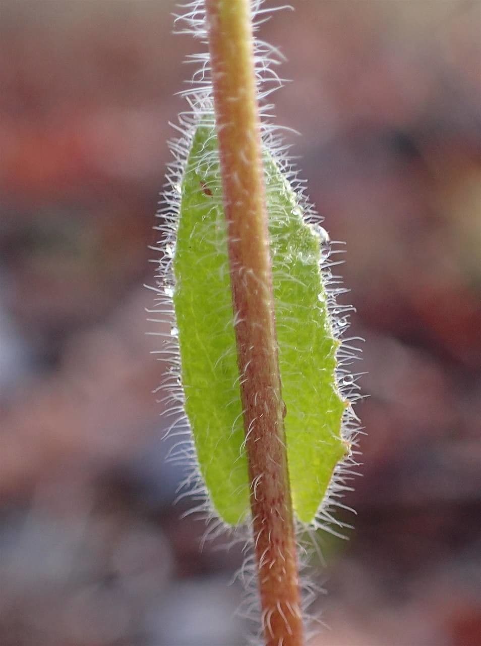 Arabis ciliata 12