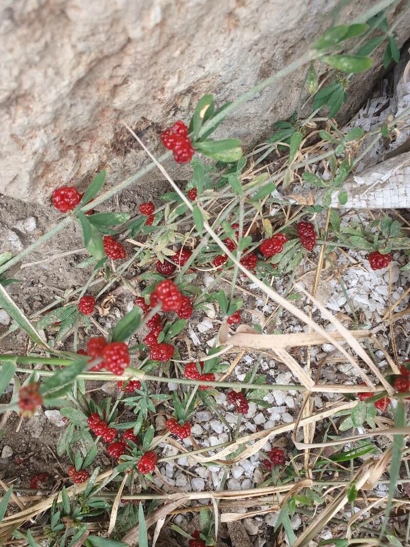 Alternanthera sessilis 2
