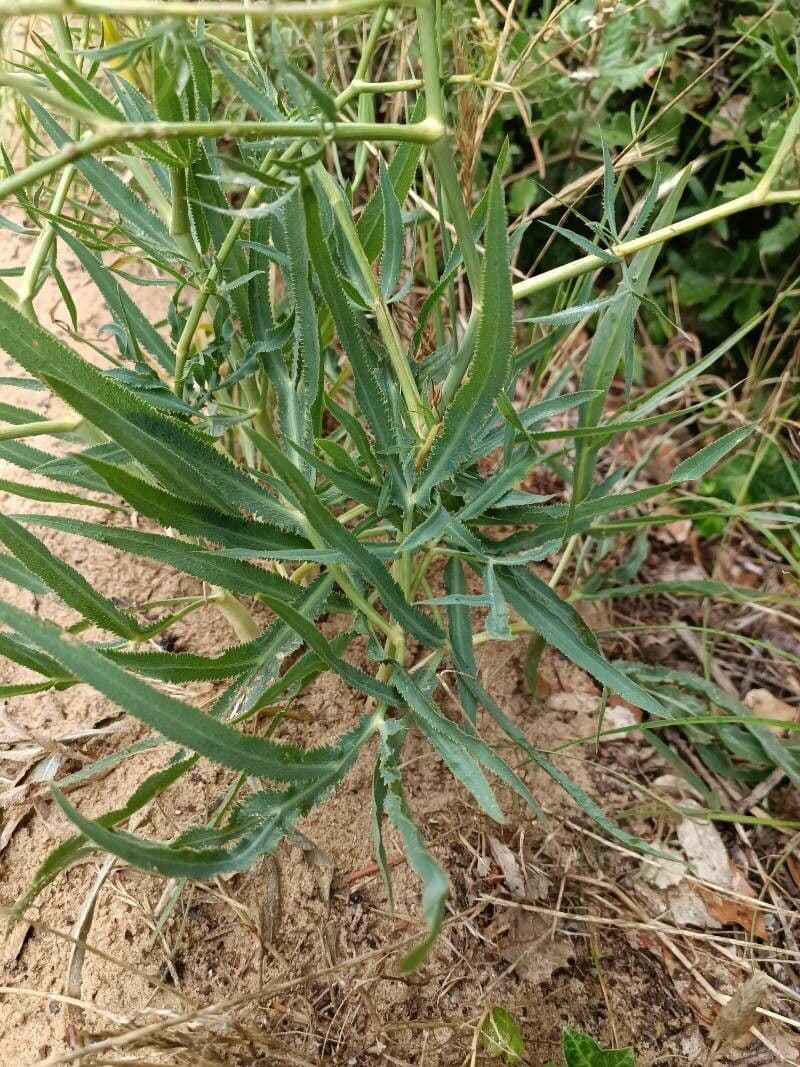 Falcaria 20