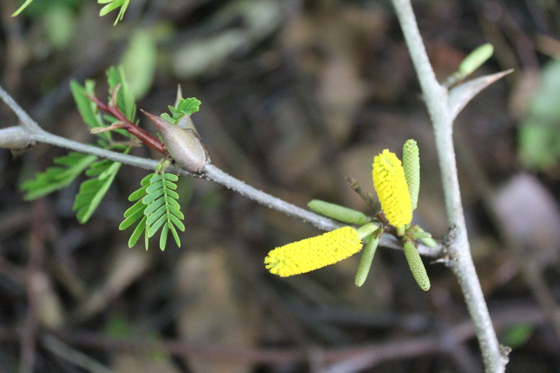 Vachelia Collinsova 13