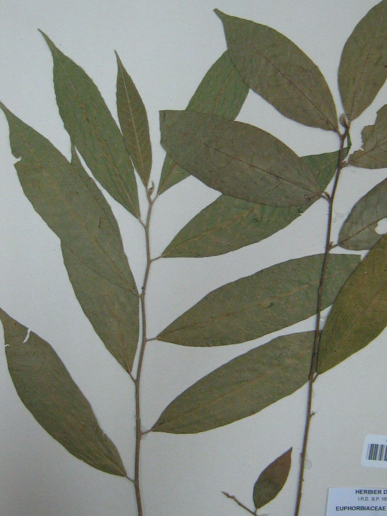 Croton 4