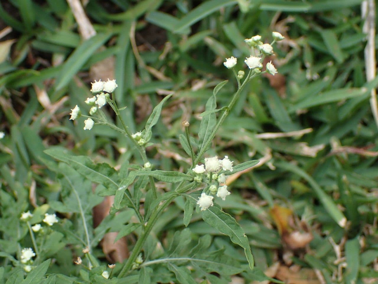 Partenium kropidłowate 27