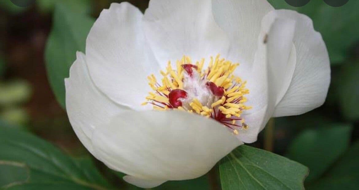 Peonia mascula 17